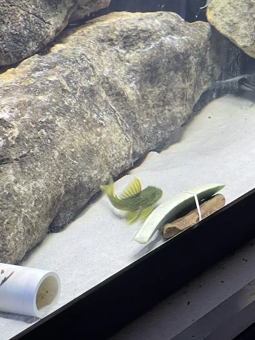 onlinetropicalfish.com Picture 10