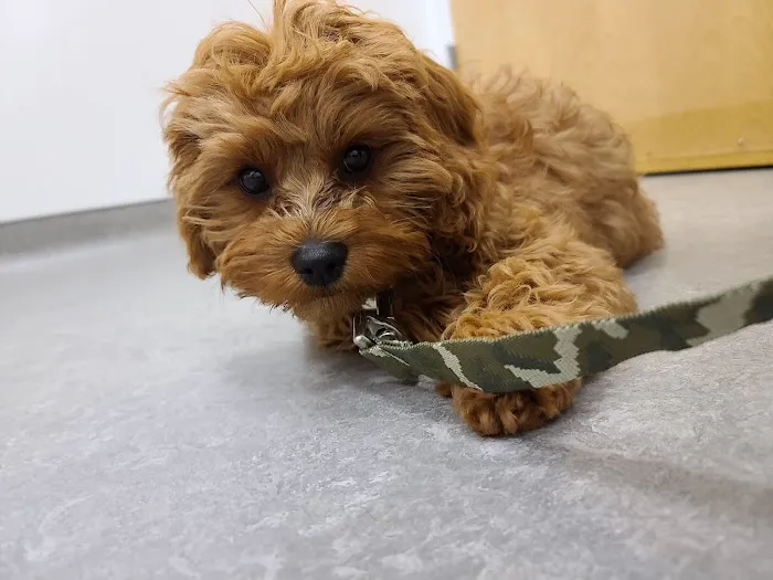 Cummings Veterinary Hospital Picture 1