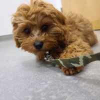 Cummings Veterinary Hospital ico