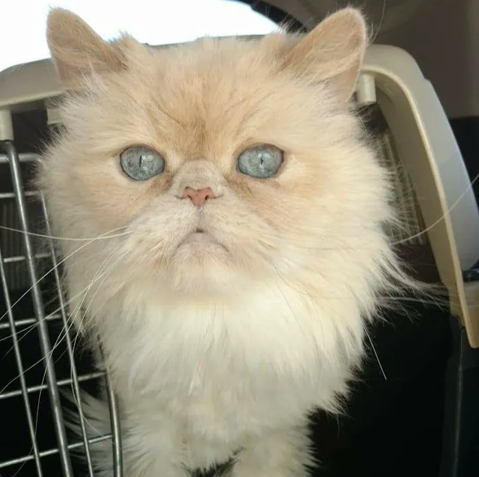 Cummings Veterinary Hospital Picture 7