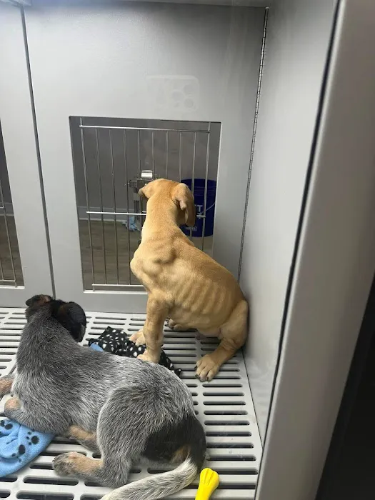 Petland Nashville Picture 2