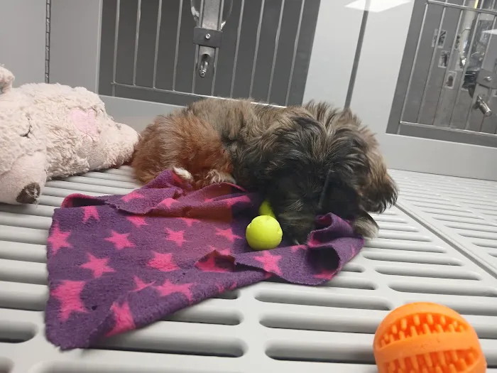 Petland Nashville Picture 9