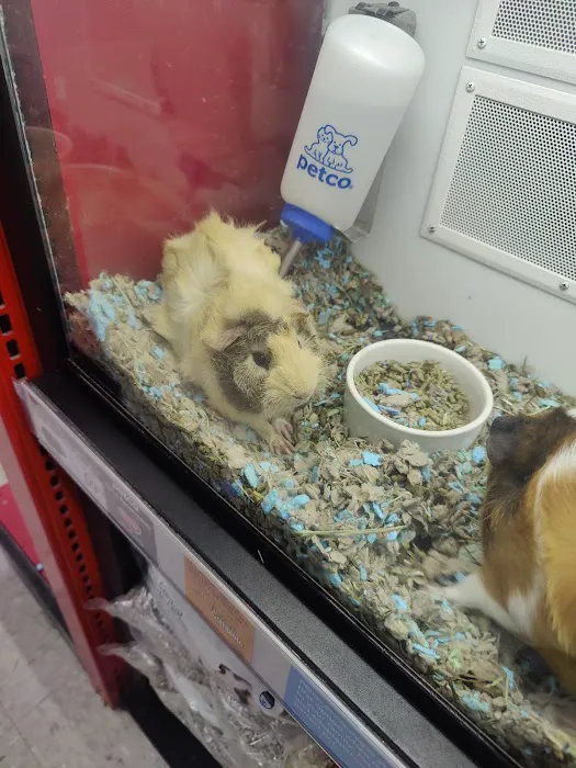 Petco Picture 2