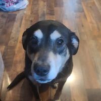 VIP Petcare Vaccination Clinic ico