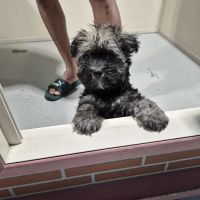 Blue Sky Puppies Nashville Tennessee ico