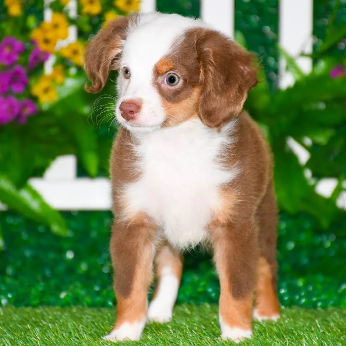 Blue Sky Puppies Nashville Tennessee Picture 6