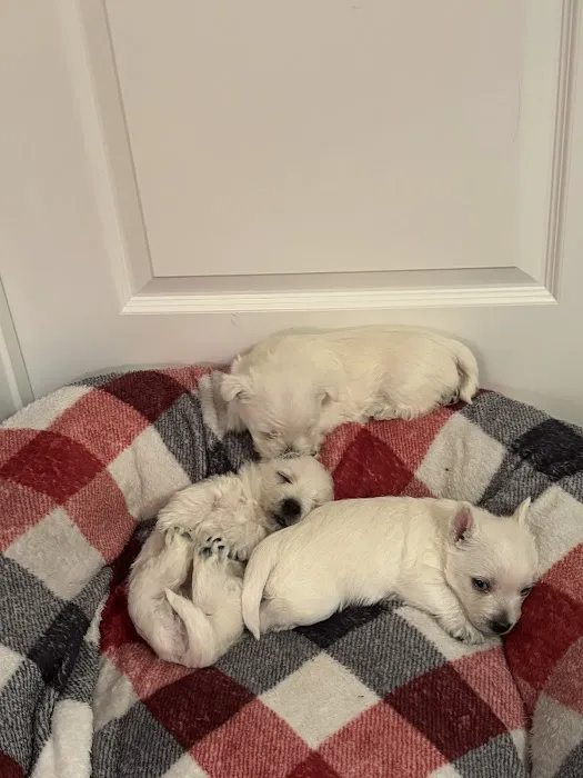 Blue Sky Puppies Nashville Tennessee Picture 4