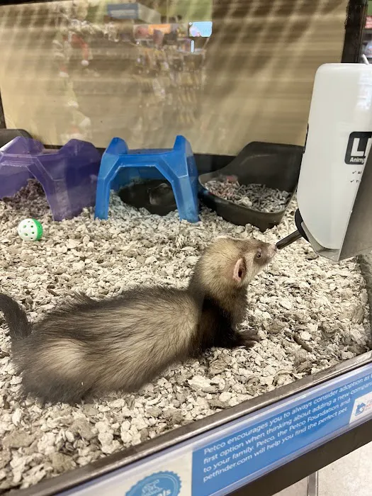 Petco Picture 2