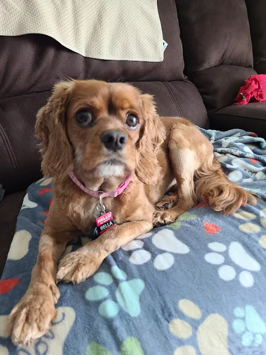 Pals Fur Pets Picture 8