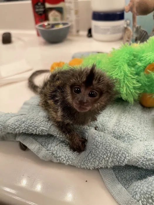 Sugargliders*R*us Picture 3