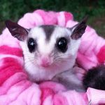 Sugargliders*R*us
