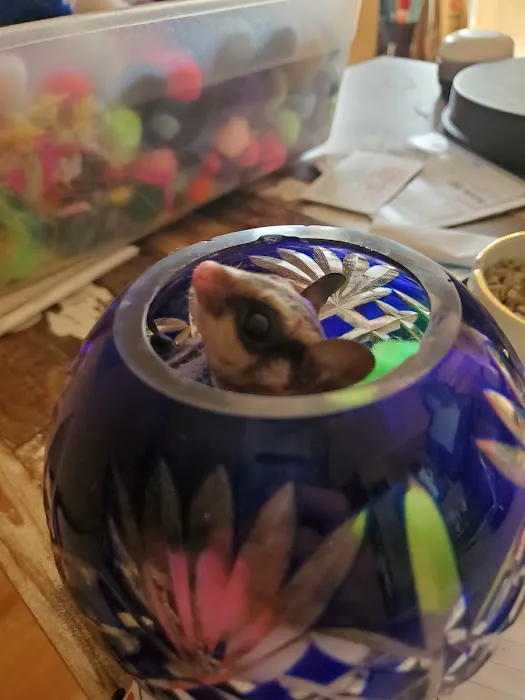 Sugargliders*R*us Picture 2