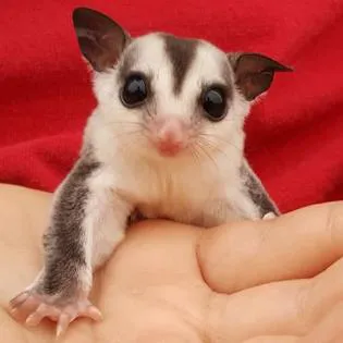 Sugargliders*R*us Picture 4
