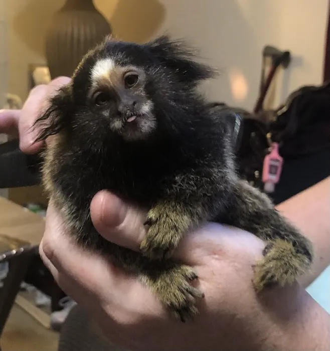 Sugargliders*R*us Picture 5