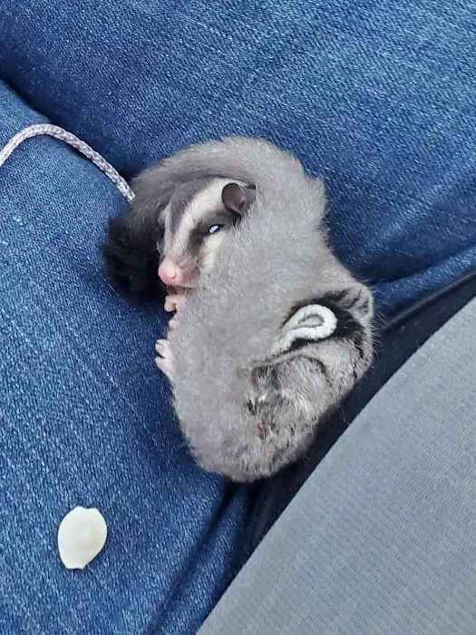 Sugargliders*R*us Picture 8