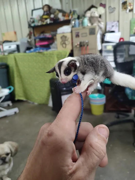 Sugargliders*R*us Picture 7