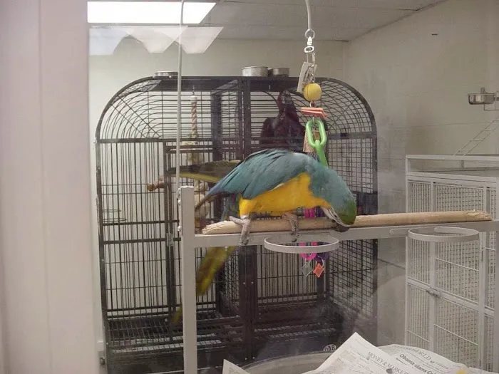 Adventure Birds of Bon Aqua Picture 4
