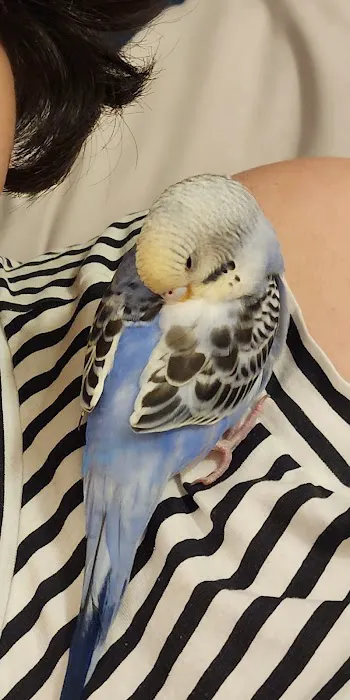 Adventure Birds of Bon Aqua Picture 5
