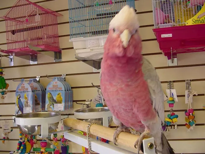 Adventure Birds of Bon Aqua Picture 7
