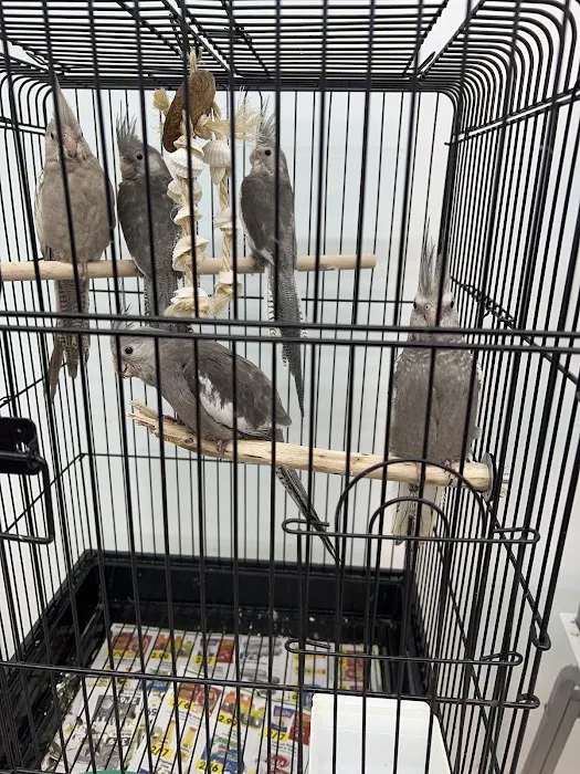 Adventure Birds of Bon Aqua Picture 9