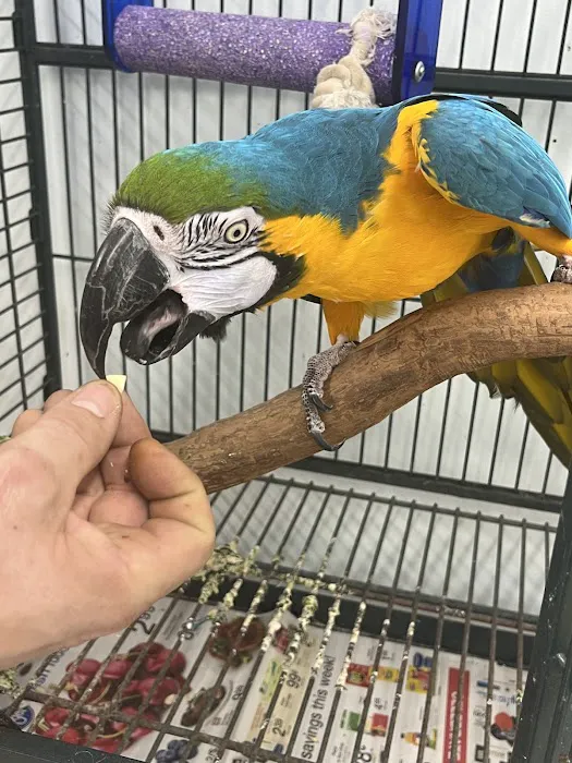 Adventure Birds of Bon Aqua Picture 10