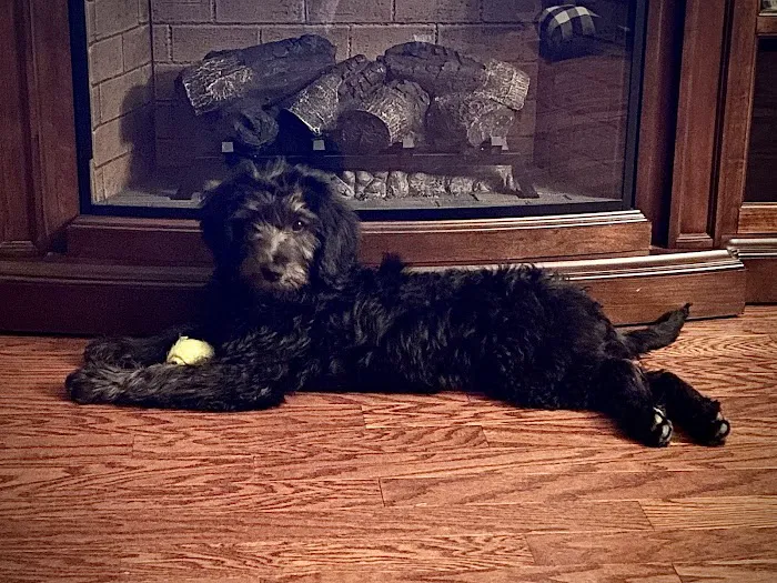 Labradoodles and Labs Picture 2