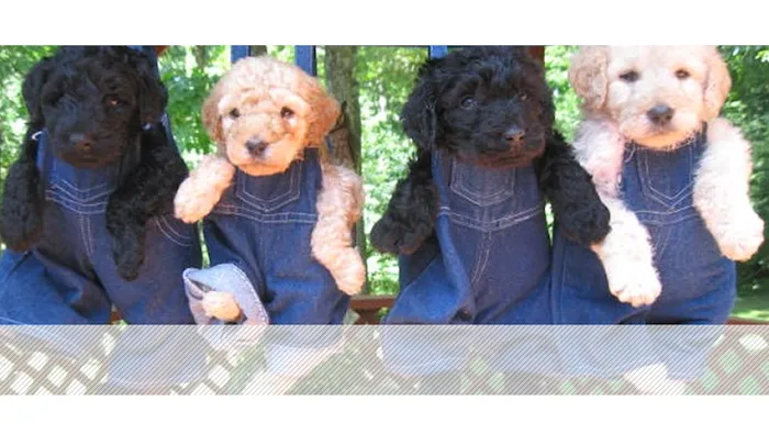 Labradoodles and Labs Picture 3