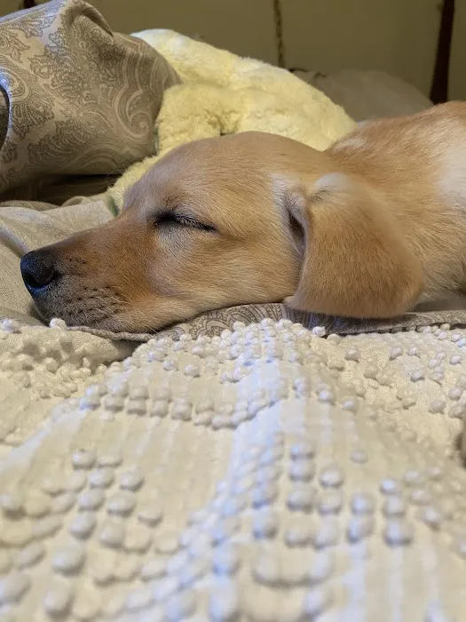 Labradoodles and Labs Picture 1