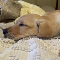 Labradoodles and Labs ico