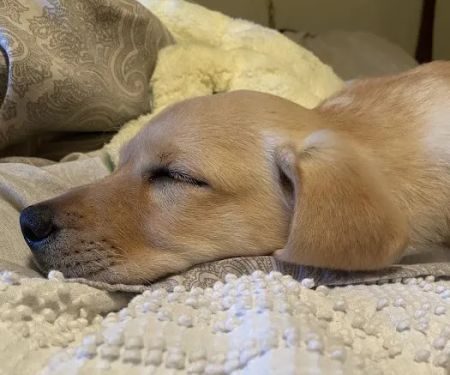 Labradoodles and Labs