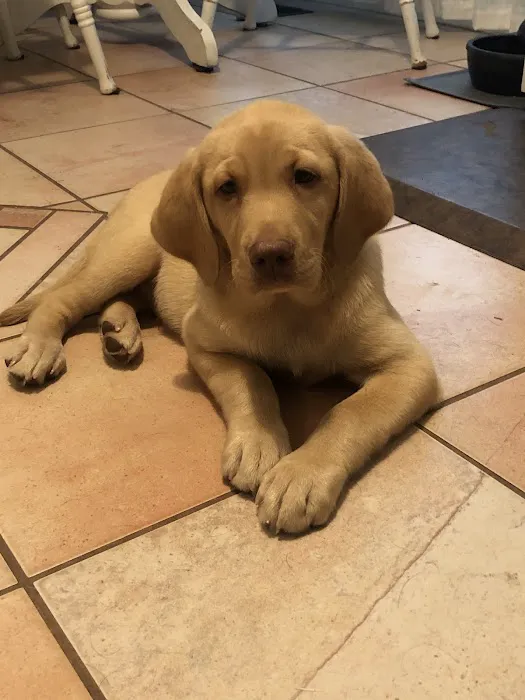 Labradoodles and Labs Picture 4