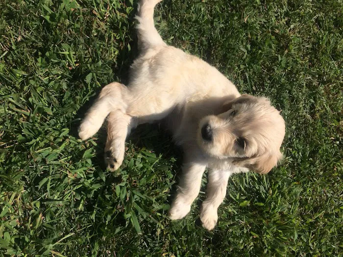Labradoodles and Labs Picture 7