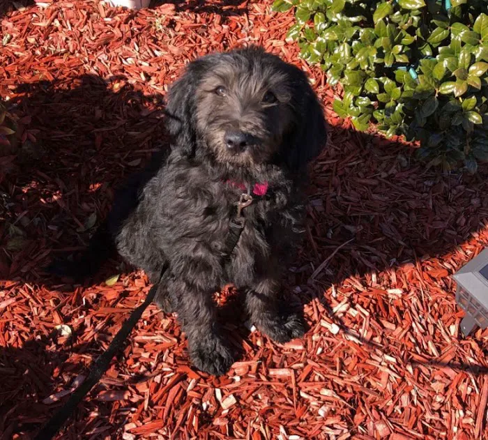Labradoodles and Labs Picture 5