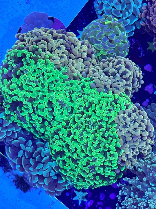 Danny Deez Corals LLC Picture 3