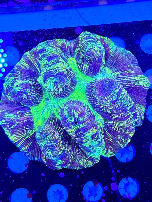 Danny Deez Corals LLC Picture 6