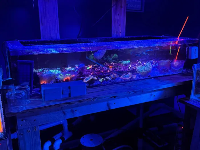 Danny Deez Corals LLC Picture 4