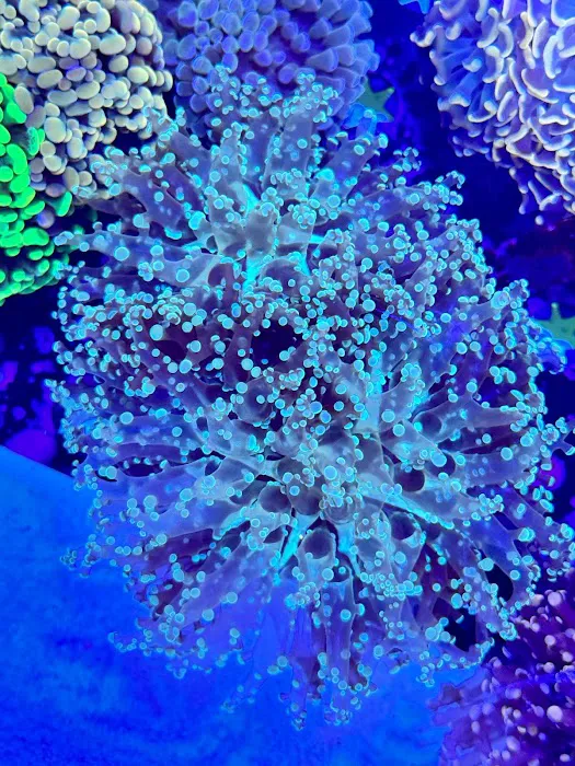 Danny Deez Corals LLC Picture 9