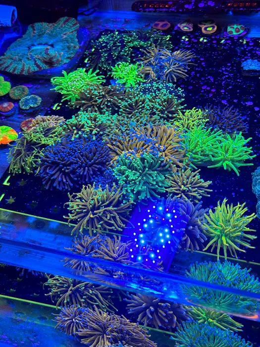 Danny Deez Corals LLC Picture 10