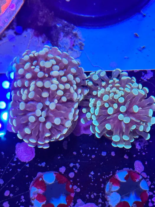 Danny Deez Corals LLC Picture 8