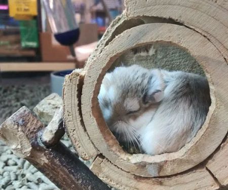 Franklin Aquarium Pet Shop