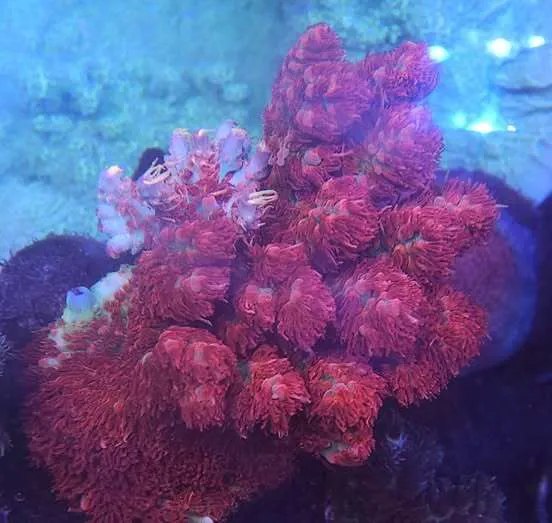 Clarksville Reef & Reptiles Picture 2