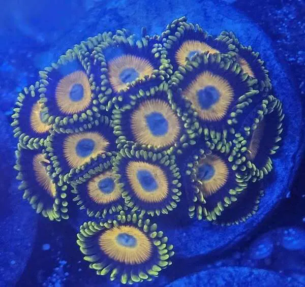 Clarksville Reef & Reptiles Picture 9