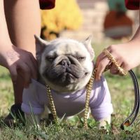 Xotic Pet Supplies ico