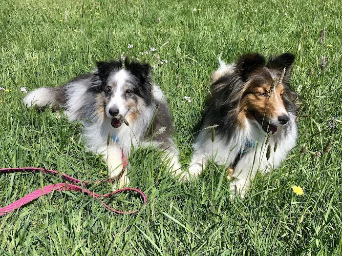 Berkshire Veterinary Hospital Picture 3