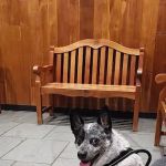 Berkshire Veterinary Hospital