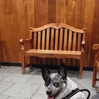 Berkshire Veterinary Hospital ico