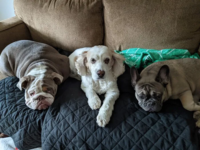 Berkshire Veterinary Hospital Picture 5