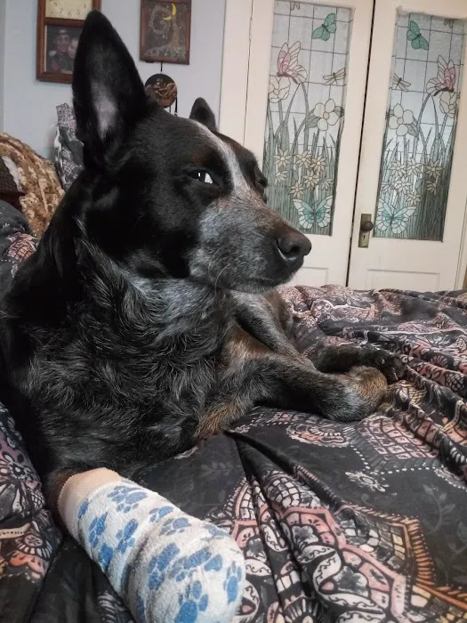 Berkshire Veterinary Hospital Picture 6