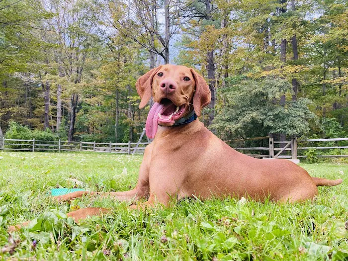 Berkshire Veterinary Hospital Picture 4