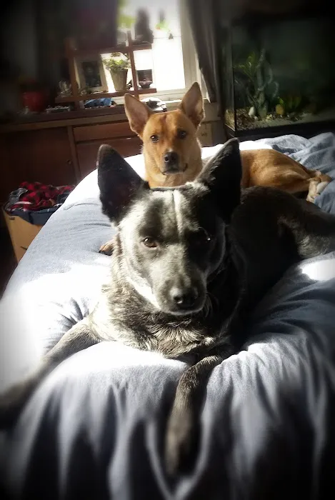 Berkshire Veterinary Hospital Picture 7